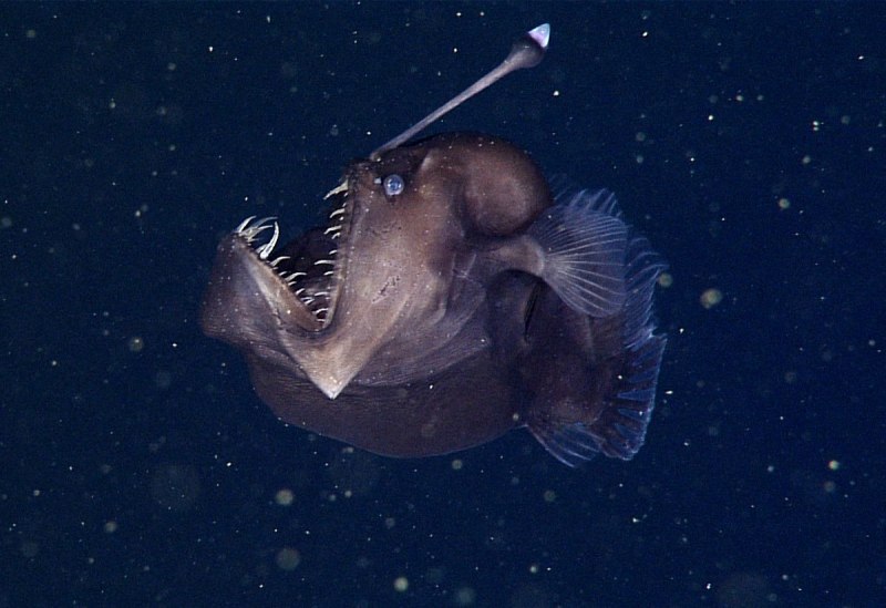 Melanocetus johnsonii