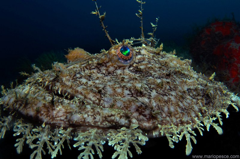 Lophius piscatorius