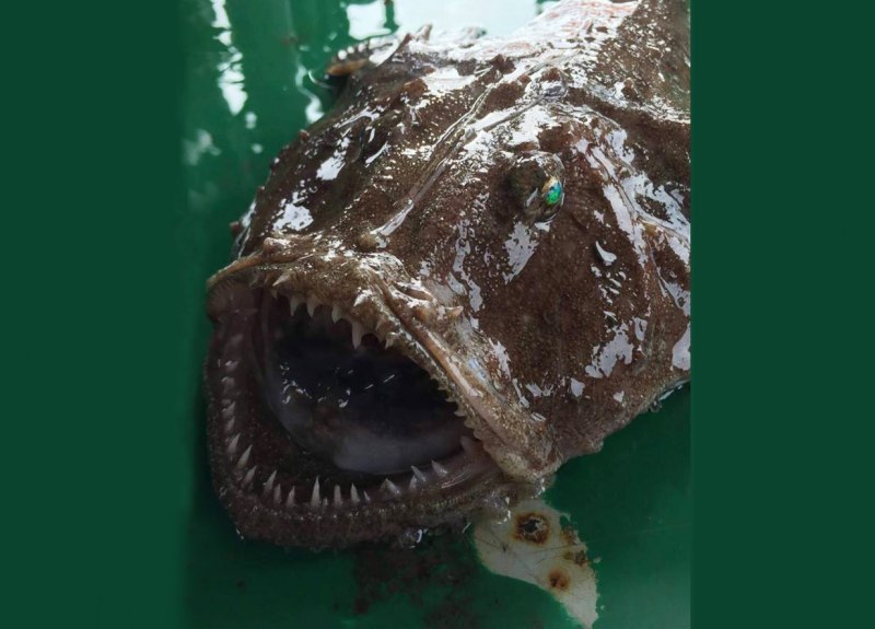 Морской черт (Lophius piscatorius)