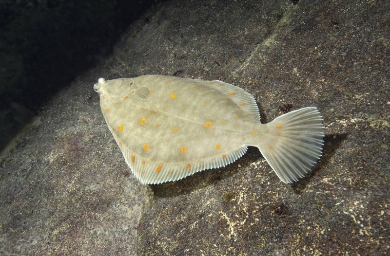 Морская камбала (pleuronectes platessa)