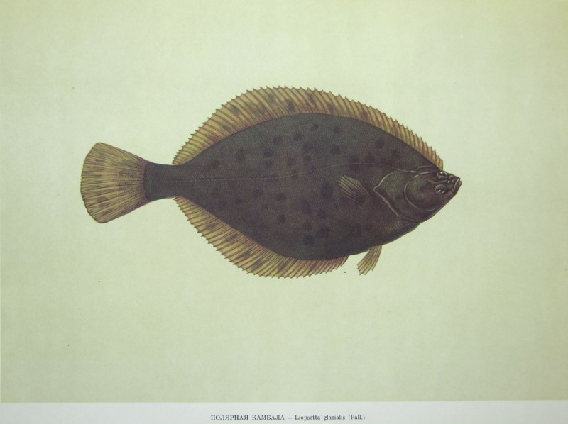 Камбала Flounder Liopsetta