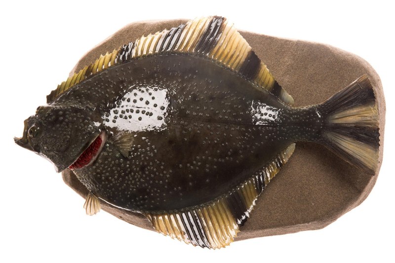 Звездчатая камбала - Platichthys stellatus