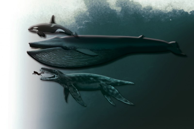 Pliosaurus funkei