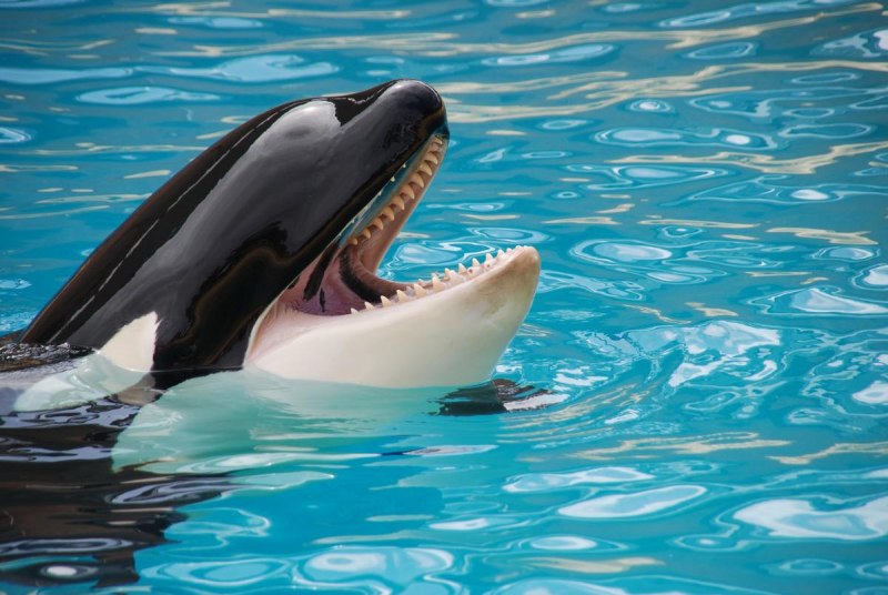 Orca 550