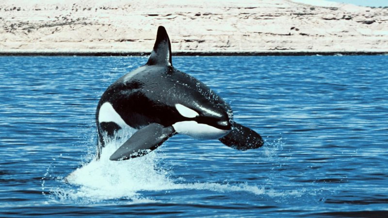 Косатка Orcinus Orca
