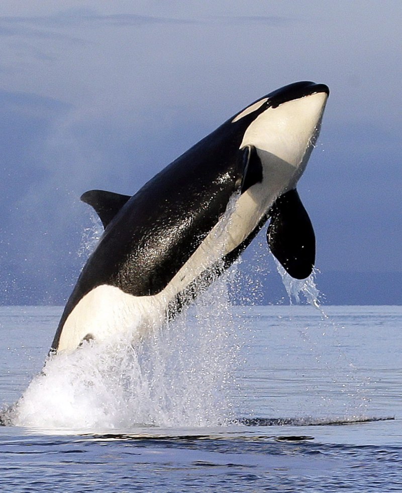Orca Касатка