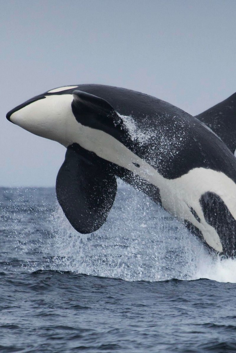 Orca Касатка