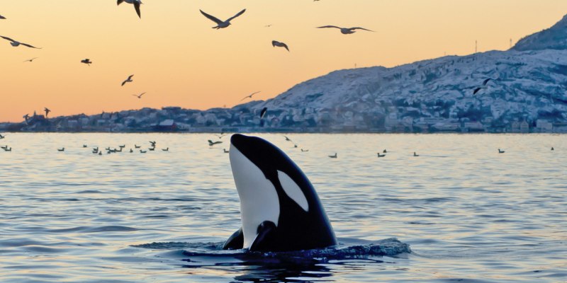Orcinus Orca коса́тка Orca Killer Whale