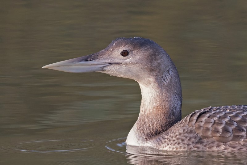 Белоклювая гагара (Gavia adamsii Gray)