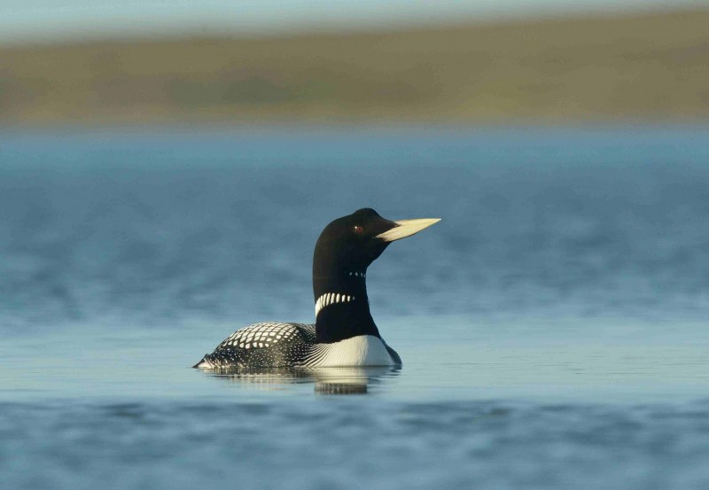 Белоклювая гагара (Gavia adamsii Gray)
