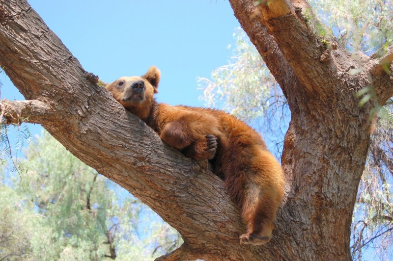 Коала и Ленивец