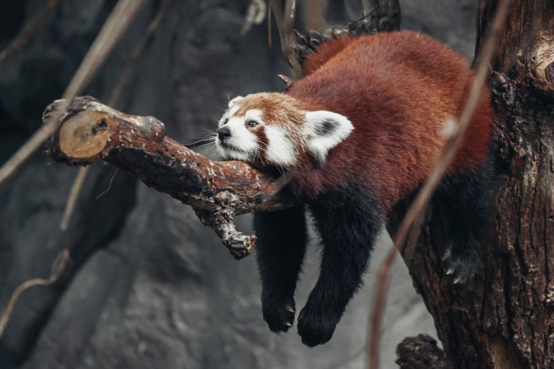 Малая Панда Firefox