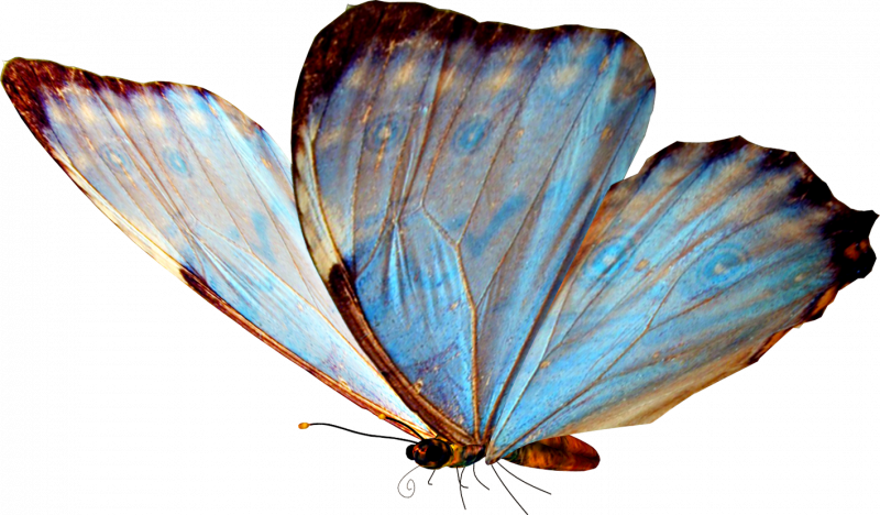 Morpho Menelaus бабочка
