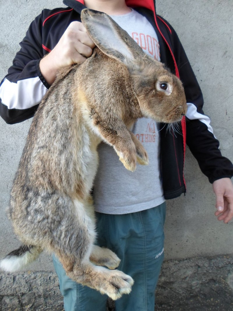 Фландр агути