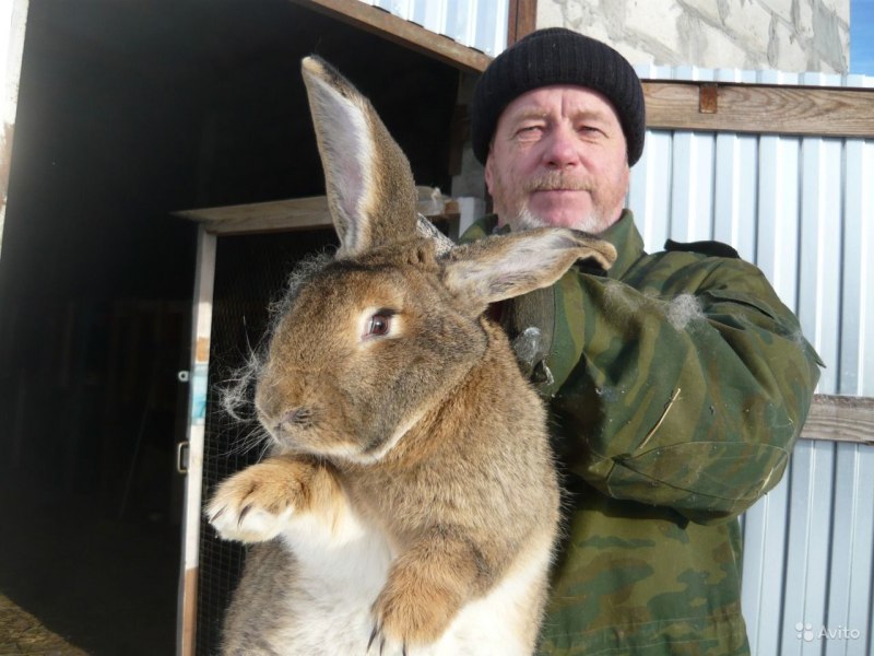 Бельгийский Фландр кролик
