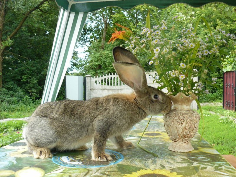 Кролики великаны Фландр