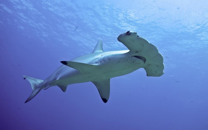 Sphyrna Zygaena