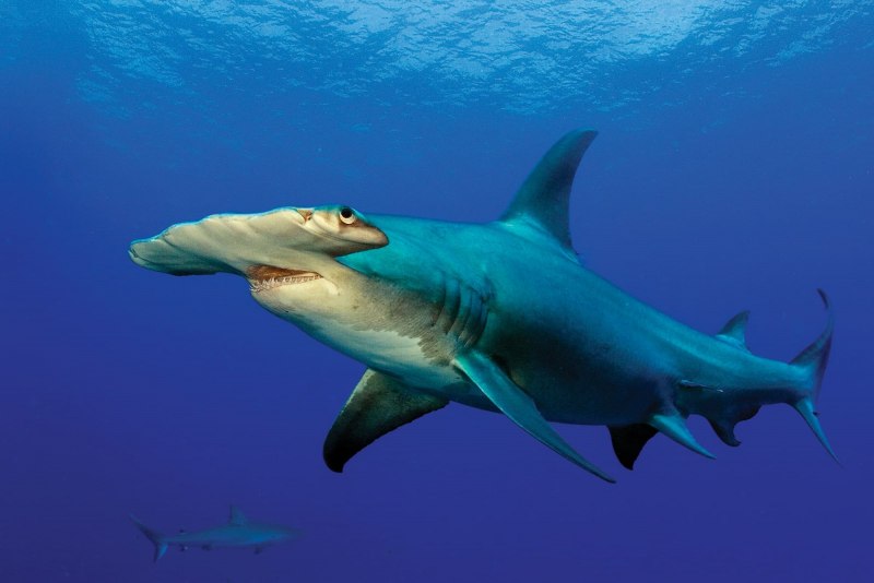 Sphyrna Zygaena