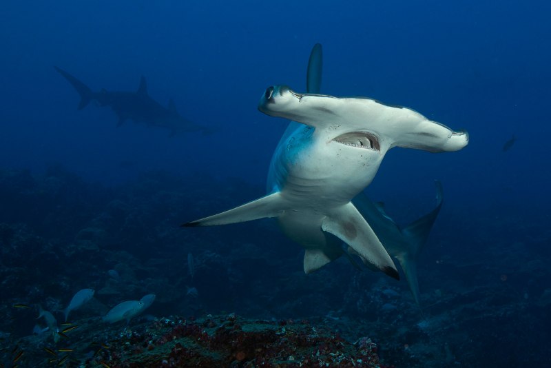 Sphyrna mokarran