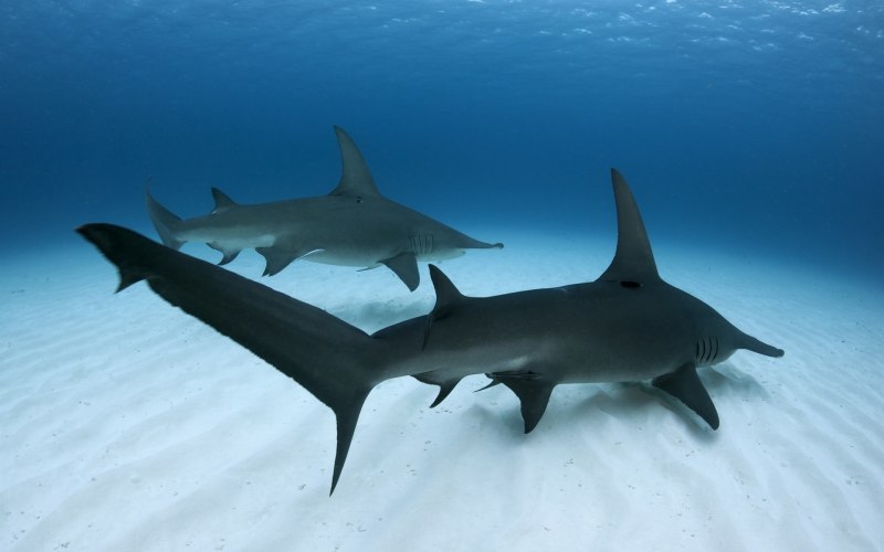 Great Hammerhead Shark