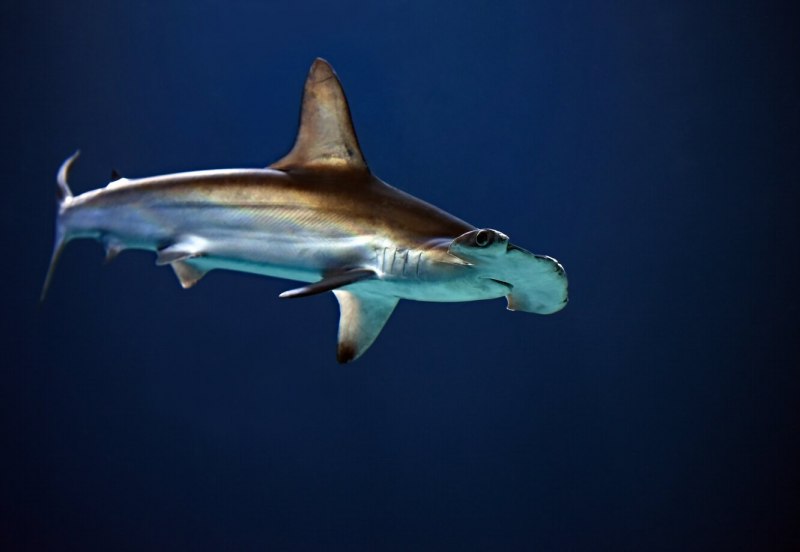 Sphyrna Zygaena