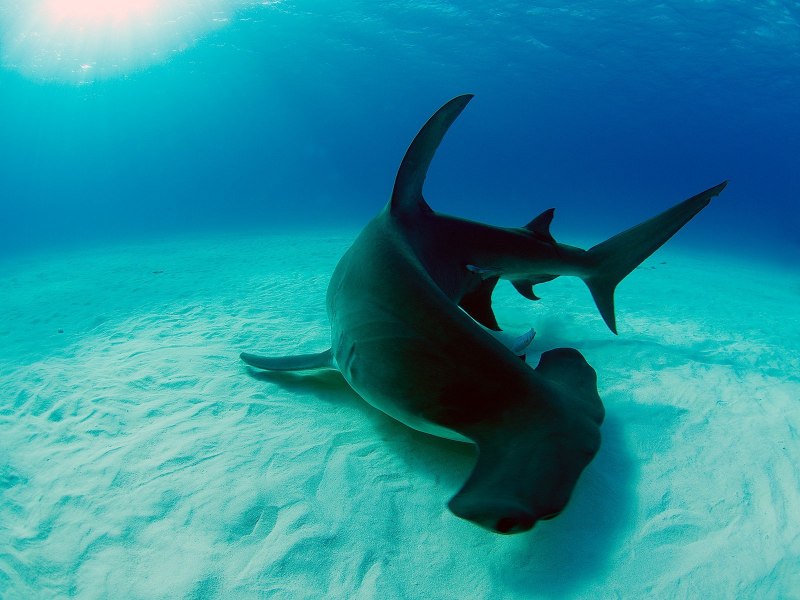 Giant Hammerhead Shark