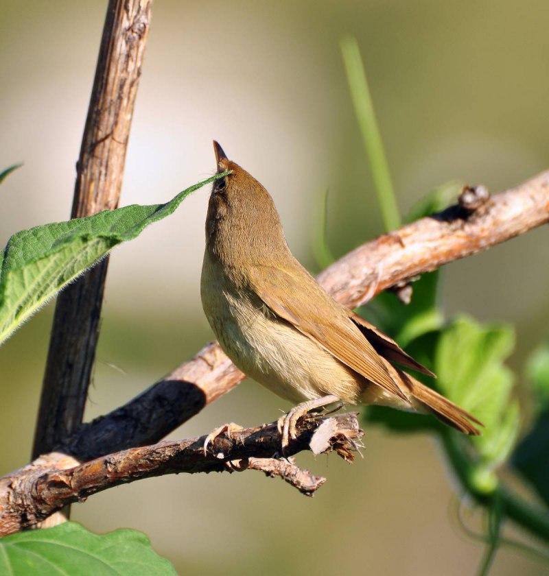 Садовая камышевка (Acrocephalus dumetorum) ареал