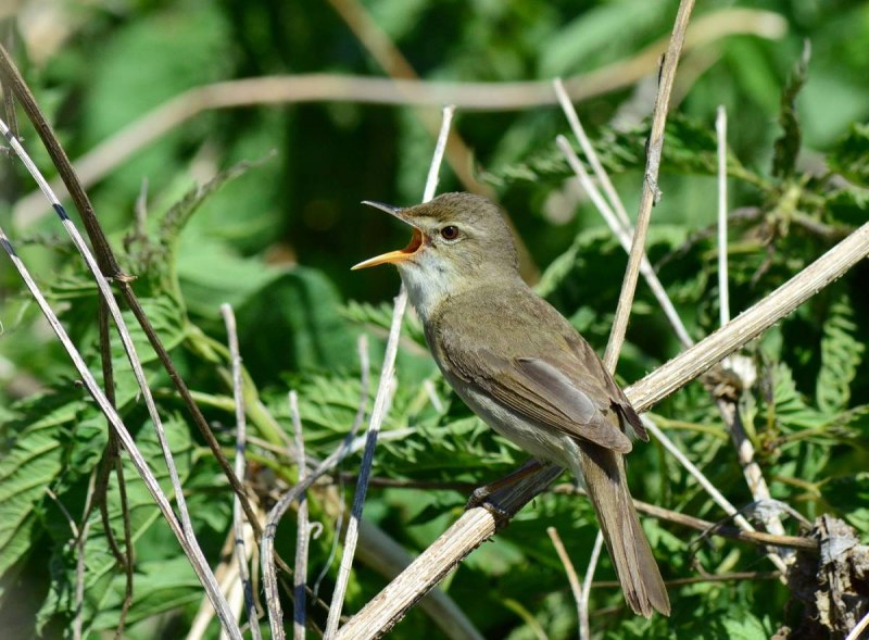 Камышёвка Садовая ‒ Acrocephalus dumetorum (Blyth, 1849)