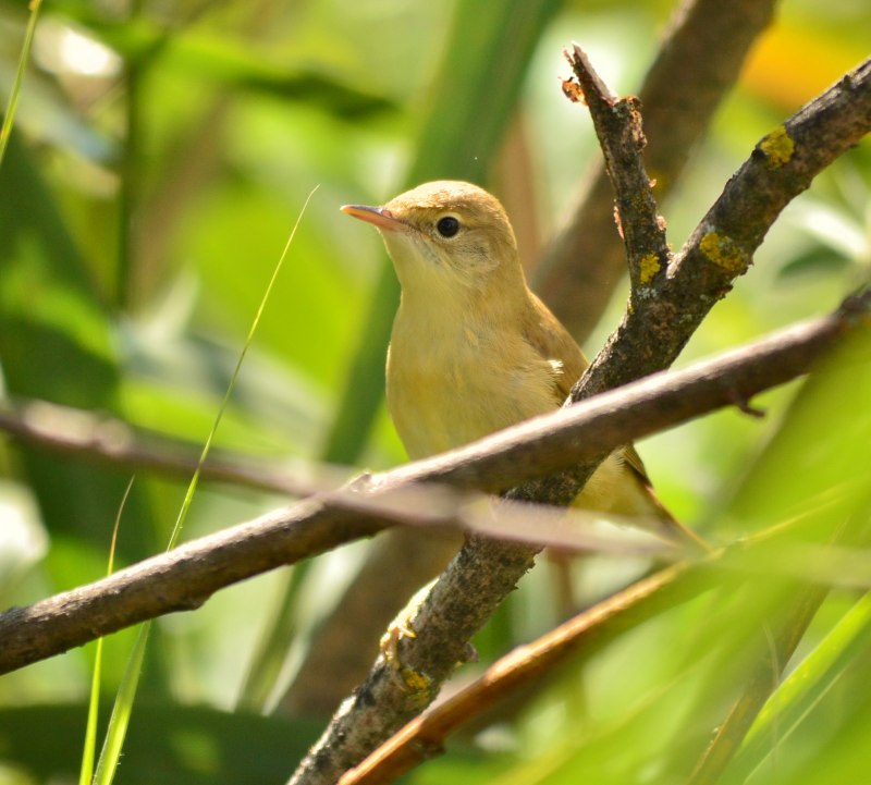 Садовая камышевка – Acrocephalus dumetorum