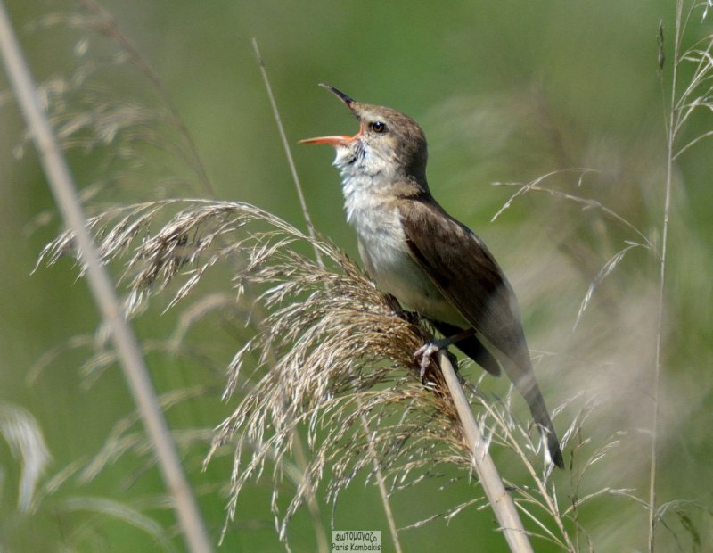 Садовая камышевка (Acrocephalus dumetorum) ареал