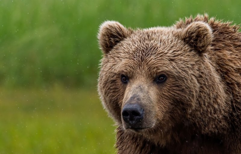 Малайский медведь Гималайский медведь