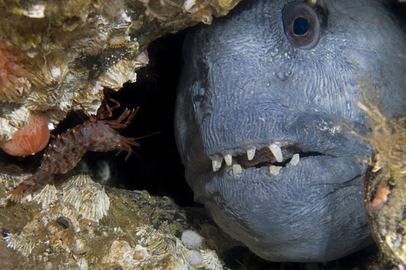 Wolfish рыба
