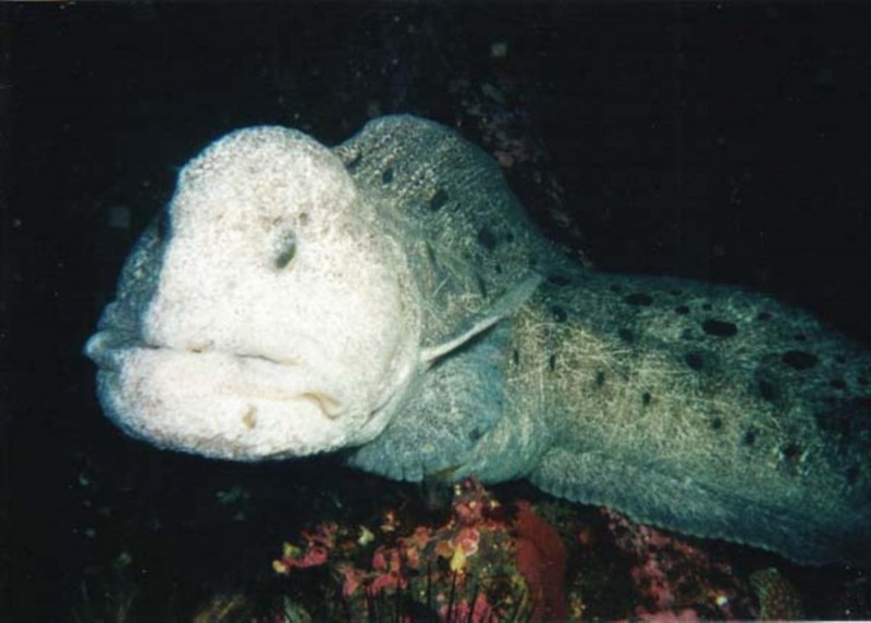 Дальневосточная зубатка (Anarhichas orientalis),
