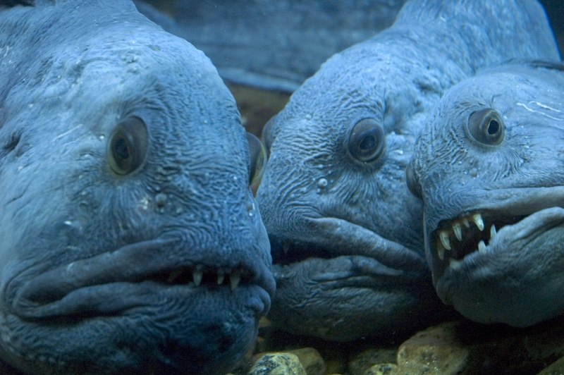 Дальневосточная зубатка (Anarhichas orientalis),