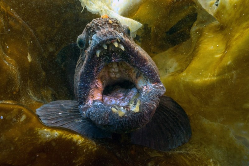 Дальневосточная зубатка (Anarhichas orientalis),