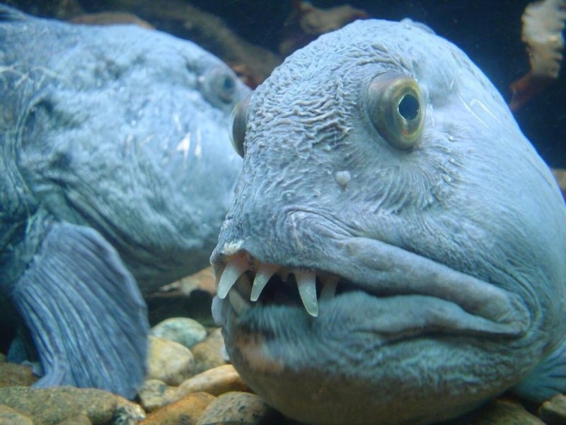Anarhichas Lupus