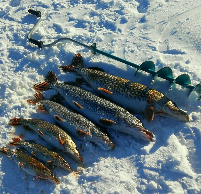 Обыкновенная щука (Esox Lucius)