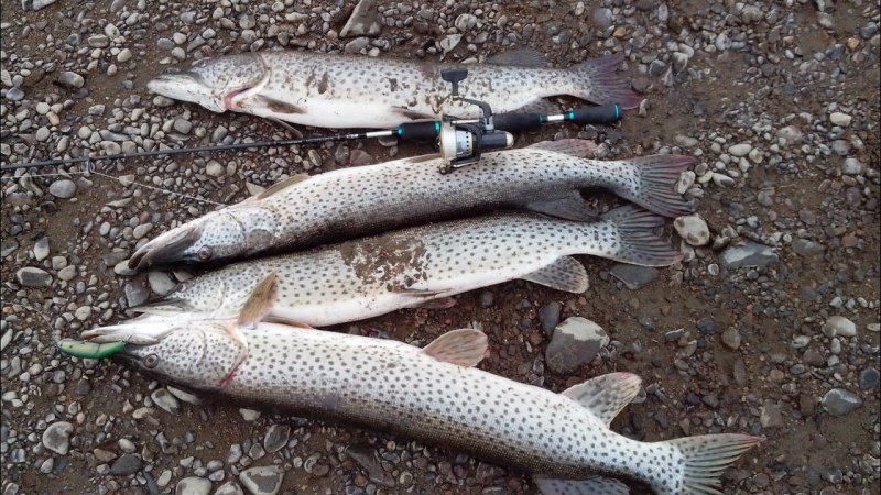 Щука (Esox americanus).