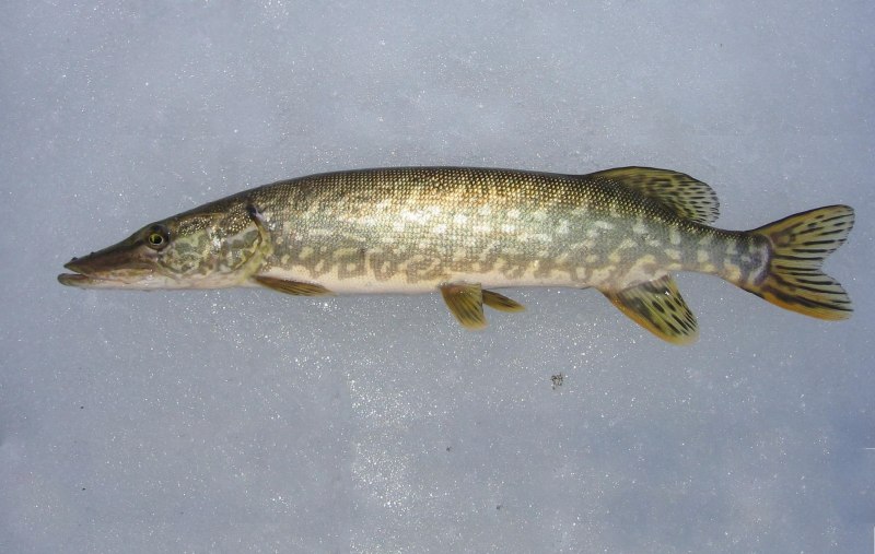 Обыкновенная щука (Esox Lucius)