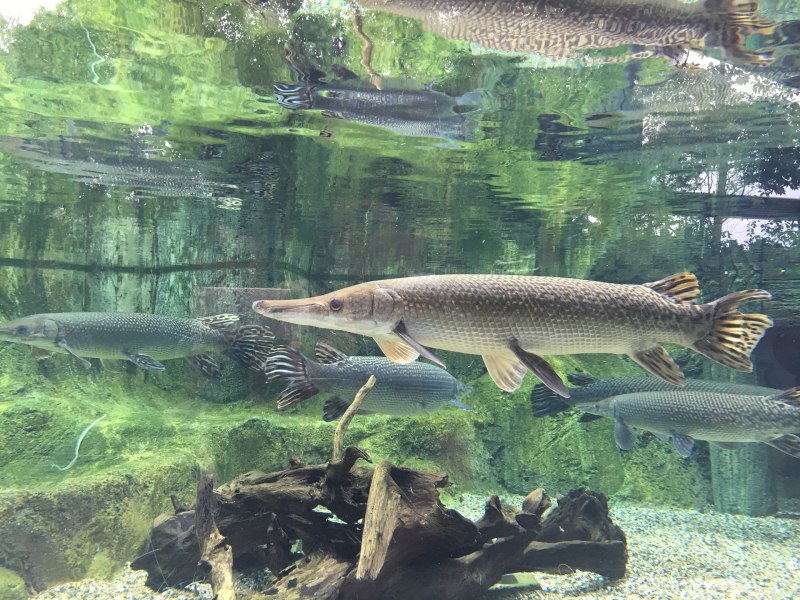 Вид обыкновенная щука - Esox Lucius