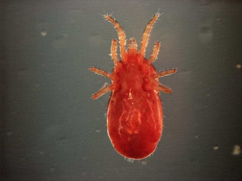 Куриный клещ (Dermanyssus gallinae)