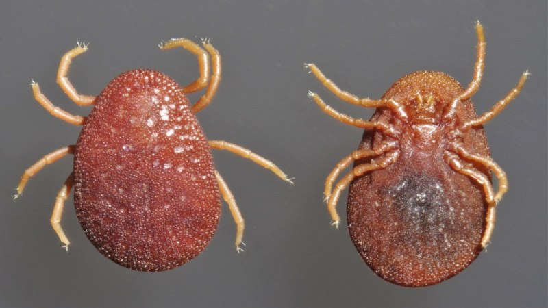 Гамазовый клещ Dermanyssus gallinae
