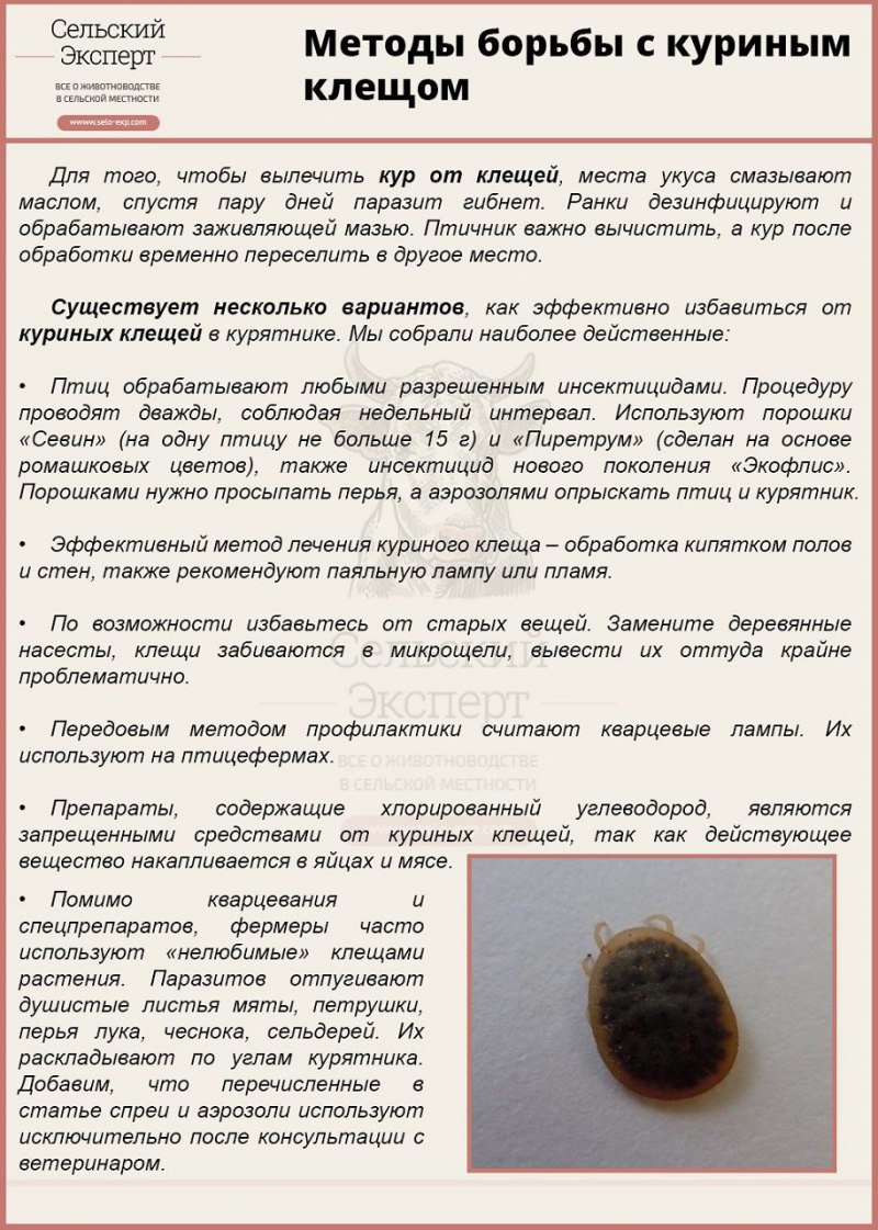 Таежный клещ (Ixodes persulcatus) нимфа