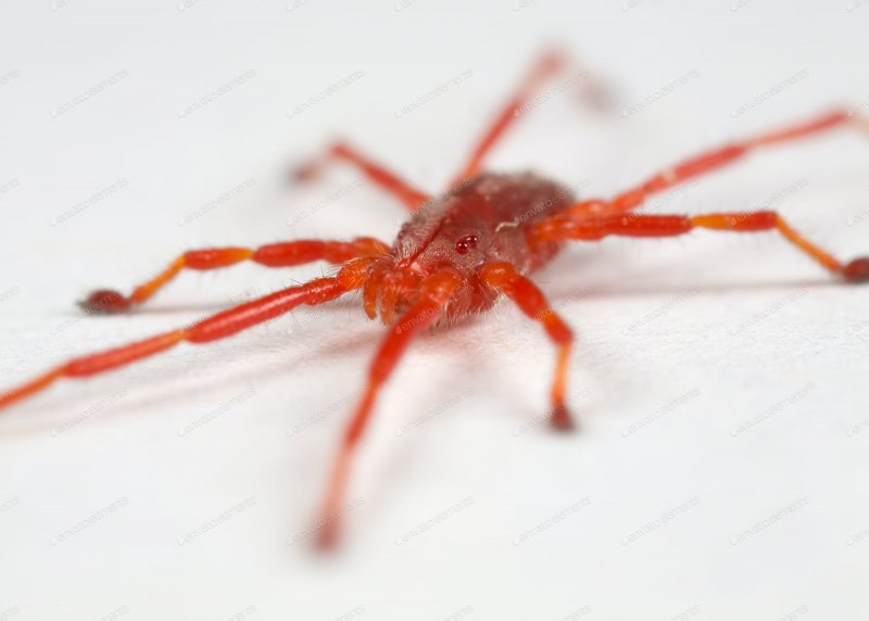 Куриный клещ (Dermanyssus gallinae)