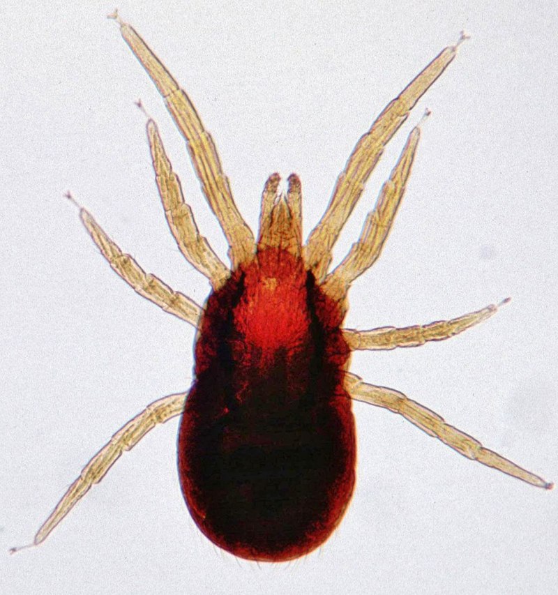 Dermanyssus gallinae строение