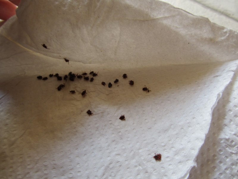 Головная вошь (Pediculus humanus capitis)