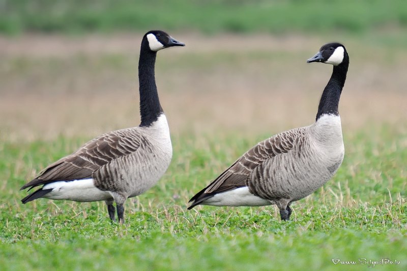 Branta ruficollis