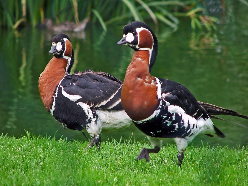 Branta ruficollis