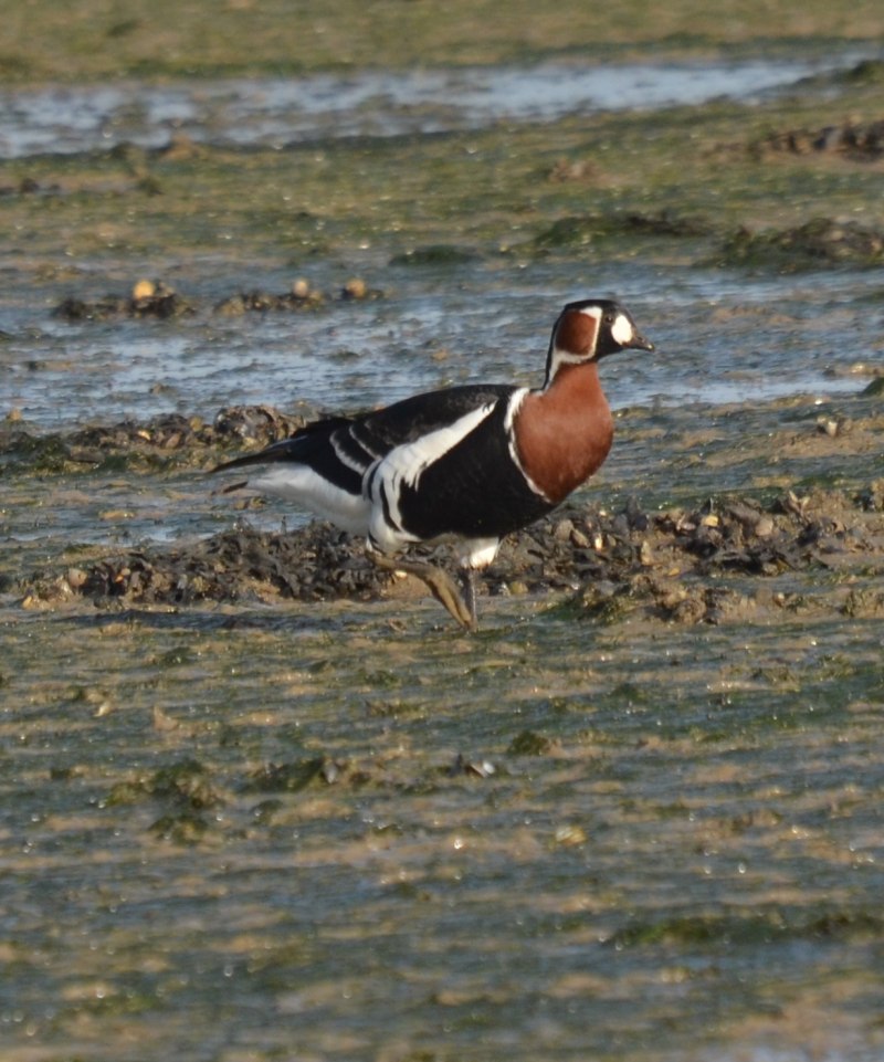 Branta ruficollis