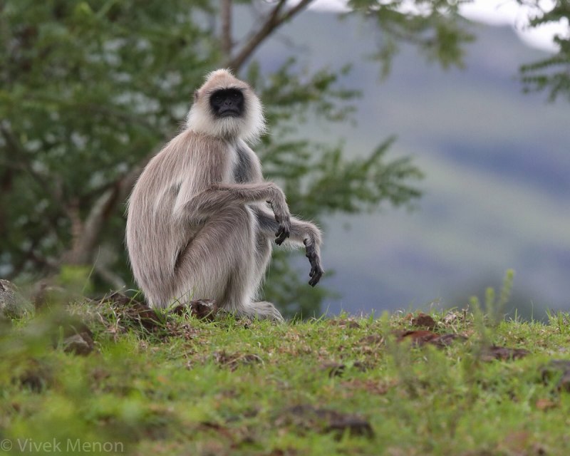 Semnopithecus ENTELLUS